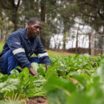 The-project-leader-at-Siyazondla-Cooperative-inspects-his-spinach-crop