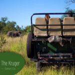 Kruger-Park-Safari-Experience