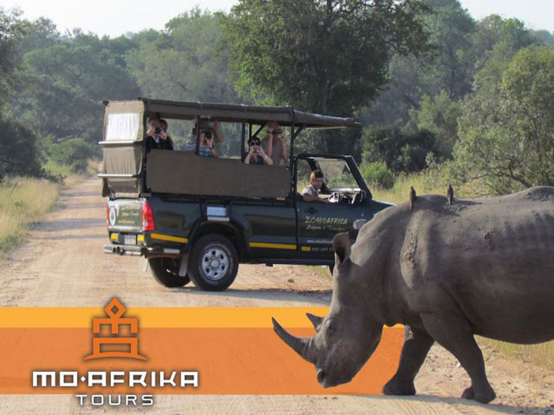 Wildlife activity in Kruger Park